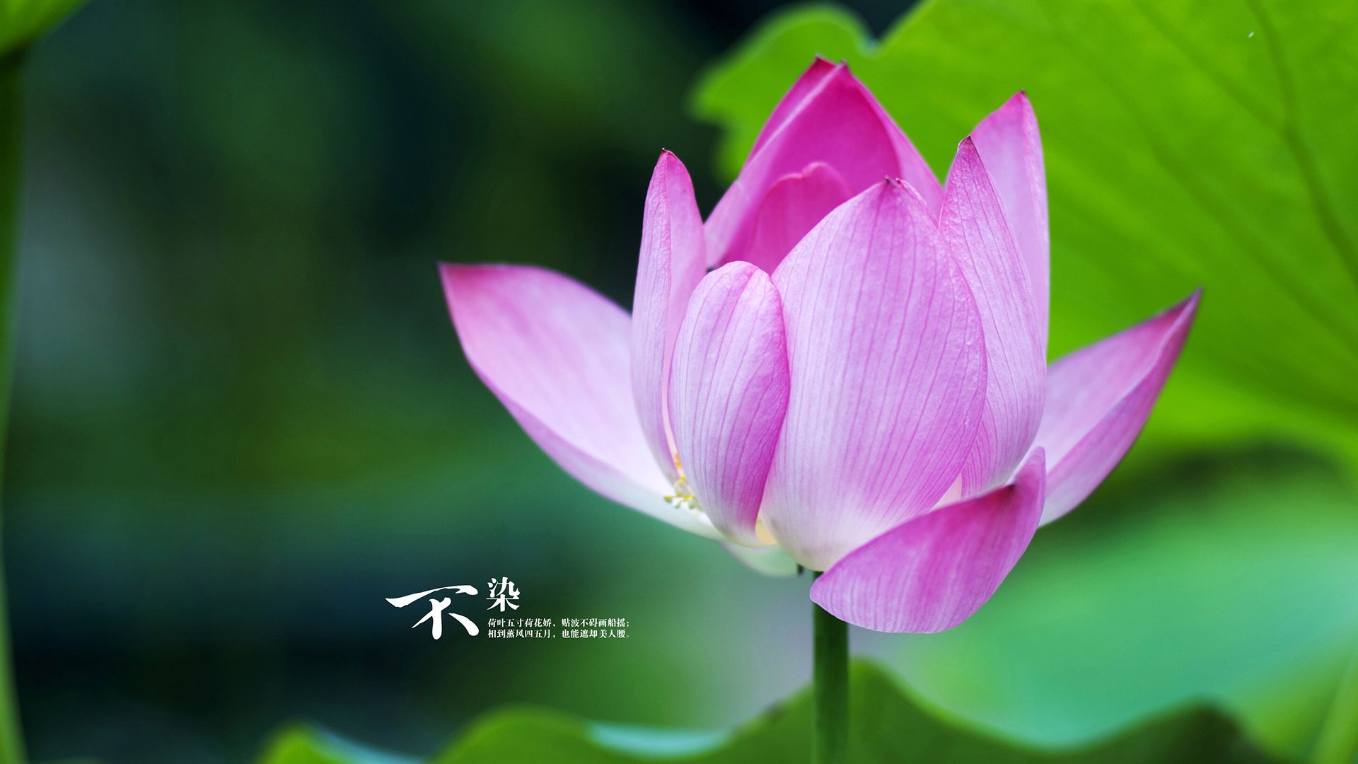 【季中大戏】联盟赛季关键战的精彩瞬间,lol季中赛是什么比赛