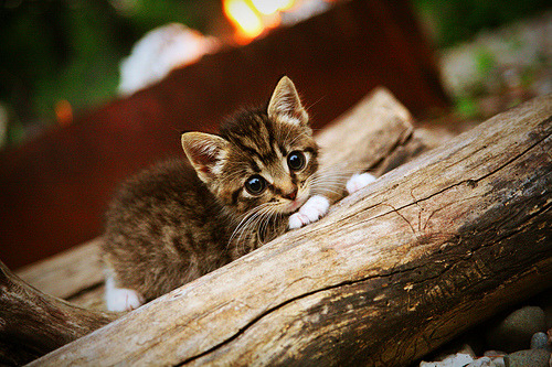 开云网页版登录入口-太阳推出新球迷口号“光耀西部”，引发社交媒体热议，太阳球队官网