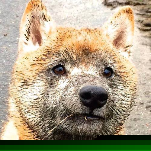 布鲁诺·卡博克洛成为NBA社交媒体关注焦点，布鲁卡洛斯