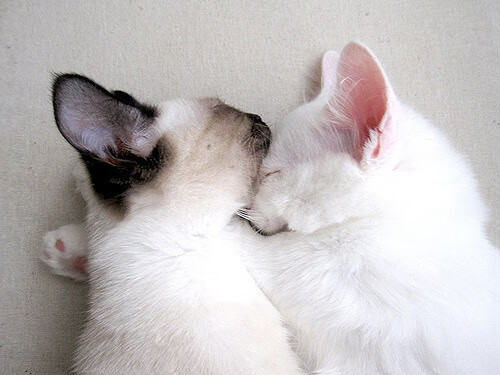 快速轮滑赛,流动的青春与速度碰撞,快速轮滑视频