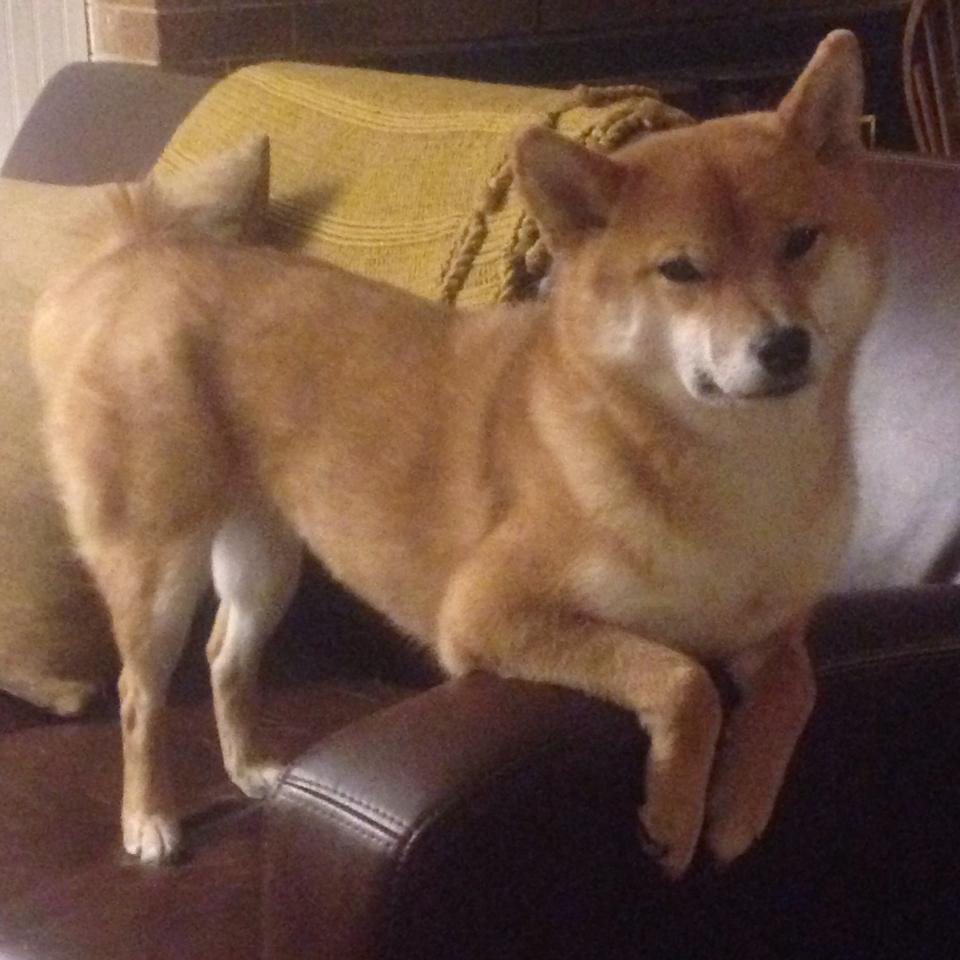 新援亮相：他们能改变球队命运吗？，新援状态